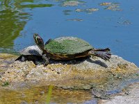Red-Eared Slider